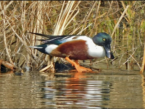 Northern Shoveler